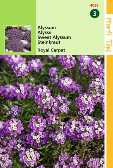 Strand-Silberkraut Royal Carpet (Lobularia) 750 Samen HT